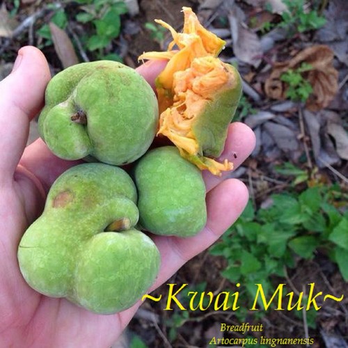 ~KWAI MUK~ Artocarpus hypargyraeus Rare Fruit Tree Live 30-40+inch Plant - Picture 2 of 10