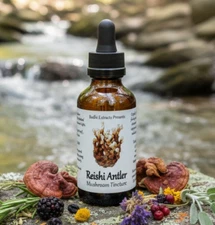 Reishi Antler Tincture (G. multipileum) - Made from Whole Fruits Grown in USA!