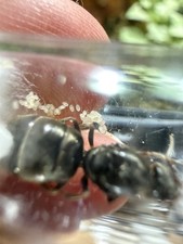 Queen Ant - Liometopum apiculatum W/eggs Rare - Feeder insect 