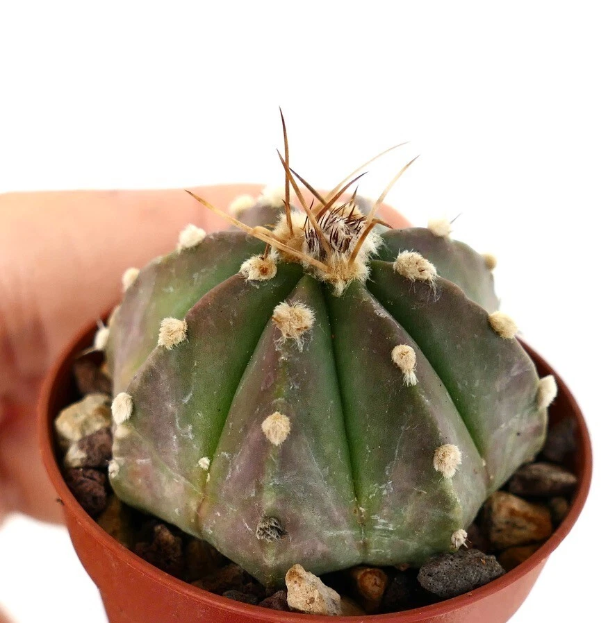 Astrophytum asterias X capricorne HH102 BOTANICAL ARCHIVE - Image 2 of 3
