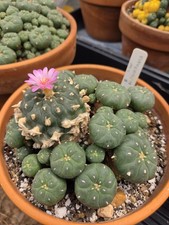 Rare Seed Grown Cactus, Extremely Old,  Jordy Cluster 5.25in