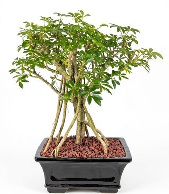 Live 21 Yr Old Hawaiian Umbrella Bonsai Tree Banyan Style Indoor 18''H Easy Gift