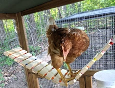 Chicken Coop Toy - Natural Wood Chicken Ladder, Swing, Perch for Hens, Poultry