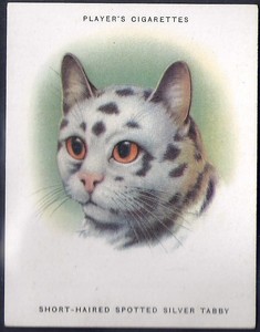 Players Cats L24 08 Short Haired Spotted Silver Tabby Ebay