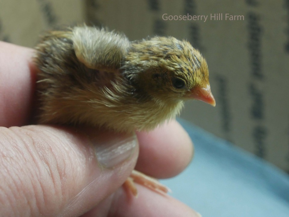African Harlequin Quail 8+ hatching eggs eBay