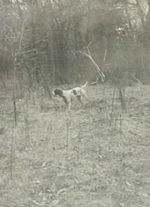 1940 Photograph Amateur Field Trial Champion Pointer "Dotsy" Hunting Dog Champ
