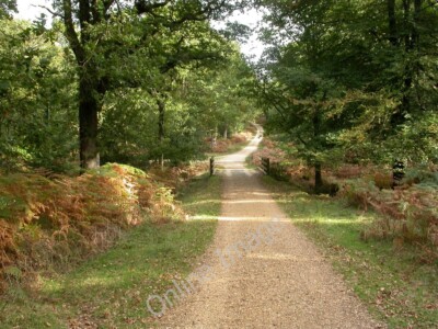 Photo 6x4 Roe Inclosure, bridge Linwood/SU1809 On a forestry road, acros c2010