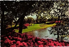 Vintage Postcard 4x6- Azaleas, Lake Cliff Park, Dallas, TX