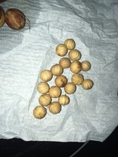 Ruffled Fan Palm Licuala Grandis 20 FRESH SEEDS