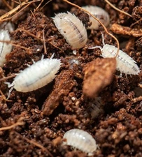 20 Dwarf White Isopods (T. tomentosa) (buy 3 Get Free 4oz Springtail Culture)