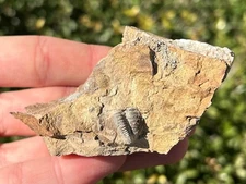 New Mexico Fossil Trilobite in Matrix Ditomypyge Pennsylvanian Age Bug