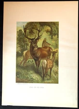 1880s Stag or Red Deer L Prang & Co Full Color Chromolithograph 12.5 x 9 Overall