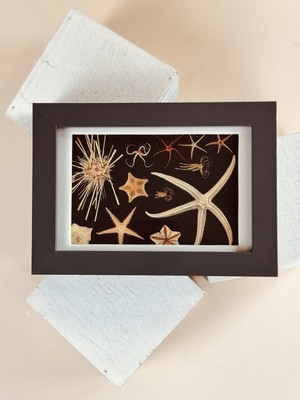 Framed Sea Life Print, By the Sea Features White Starfish Framed 6.75 x4.75 