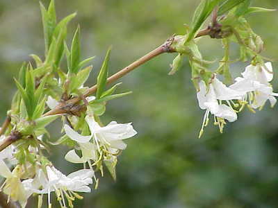 Winter Honeysuckle, Lonicera fragrantissima, Shrub Seeds, (Fast Fragrant) |  eBay