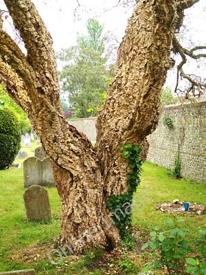 Foto 6x4 Kork Eiche Slindon\/SU9608 'Quercus suber' commonl c2010