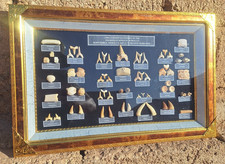 Moroccan Fossil Lot in Box Mosasaur Teeth Vertebrae & Shark Teeth Cretaceous Era