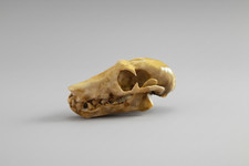 Life Size Fruit Bat Skull – Resin Museum Replica – Gothic Oddity Decor – Natural