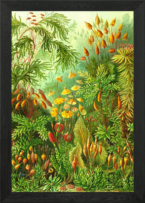 Moos Ernst Haeckel Gerahmtes Wandbild Poster Leinwanddruck Bild