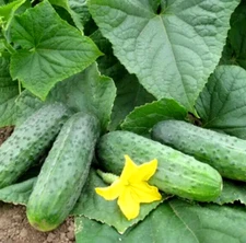 100 Seeds cucumber  Sparta F1 Nunhems Netherlands gherkin семена огурец