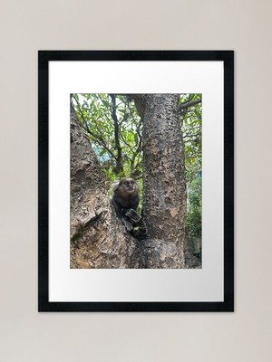 Affe gerahmter Kunstdruck gerahmtes Wandbild Poster Leinwanddruck Bild