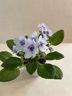 Hunter's Those Eyes African Violet Plant, Semi Mini !! — photo 1