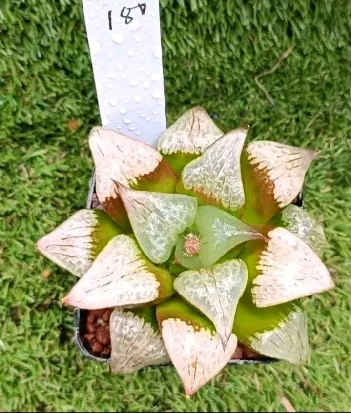 haworthia Plant #80 ，around 8cm，mature 6+ years old plant,well Rooted Succulent
Opens in a new windo