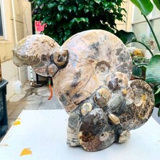 12.37LB TOP Natural Beautiful ammonite fossil conch Crystal specimen heals