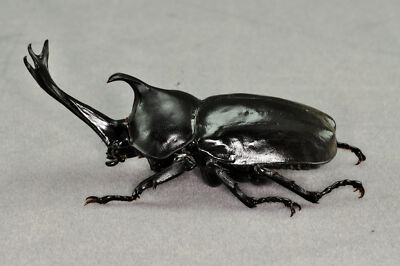 Allomyrina dichotoma Fridge Magnet Figure Simulation Insect Model