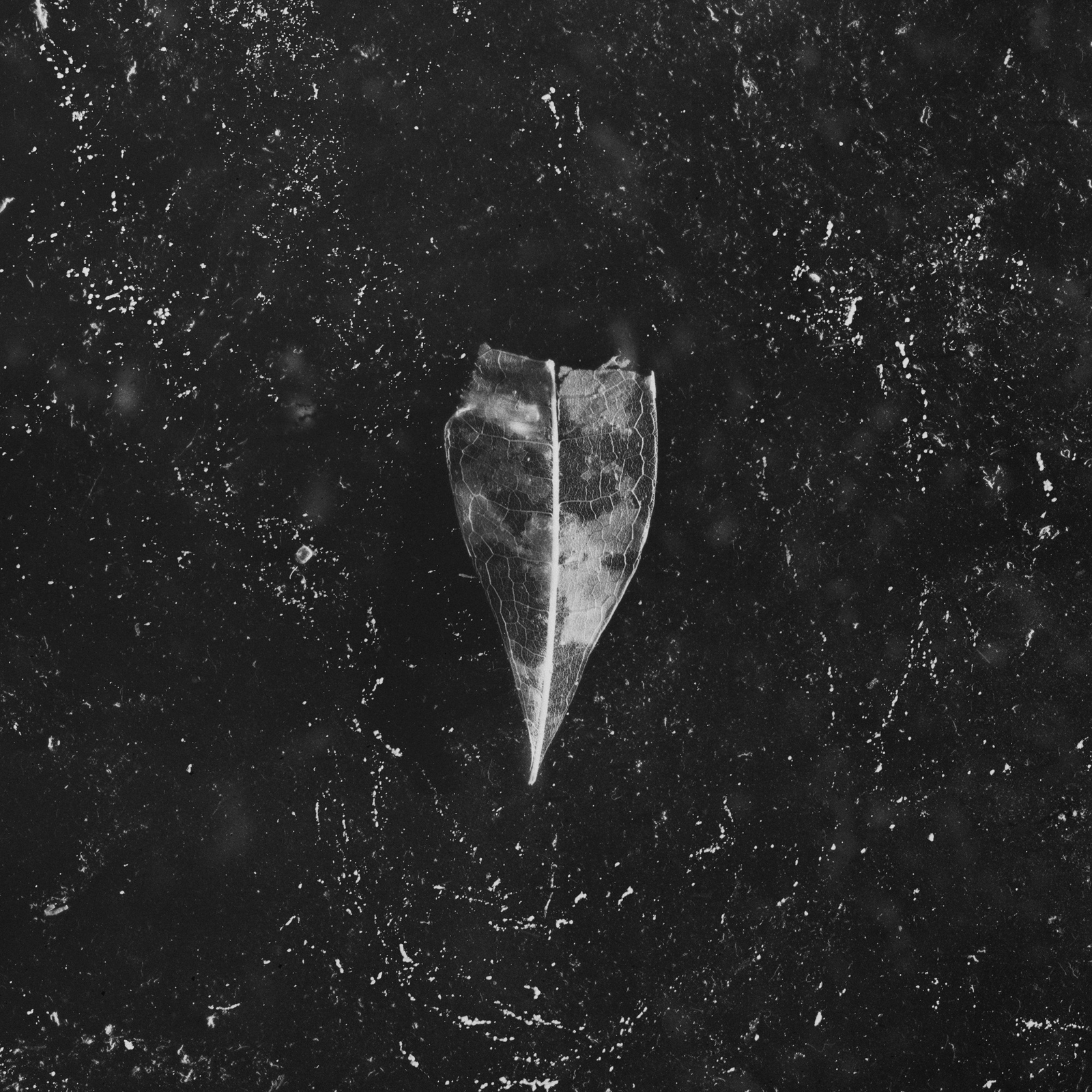 Bees Made Honey in the Vein Tree Aion (CD) Album Digipak