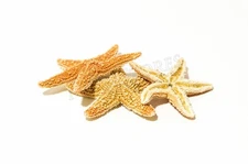 NessaStores- Sugar StarFish Sea Shell Wedding Real Craft 1 - 2" (3 pcs) #JC-055