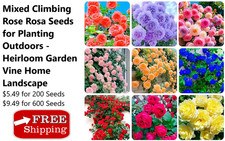 Mixed Climbing Rose Rosa Seeds for Planting Outdoors -Heirloom Garden Vine Home