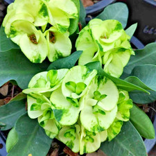 Crown Of Thorns Snow Green Thai Hybrid Christ Plant Euphorbia Milii