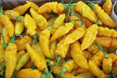 Fresh Florida DATIL Peppers - Organically Grown in Tennessee