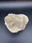 Medium Size Scleractinian Coral — photo 10