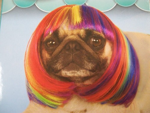 Süße Regenbogen mehrfarbige kurze Bob Hundekostüm Perücke mit Pony Stolz Haustier Größe M/L - Bild 3 von 12