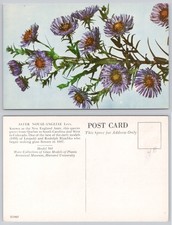 Blaschka Glass Flowers New England Aster Postcard Harvard Museum SC3987