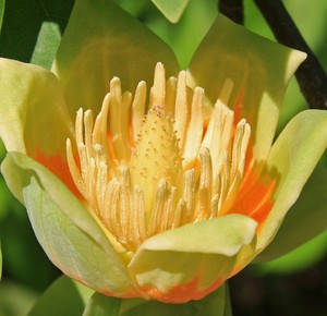 Top Ten Floo Y Wong Artist Tulpenbaum Samen