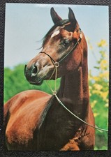 Pferdepostkarte, AK Pferde, Pferdepostkarten Escher Vollblut Araber 