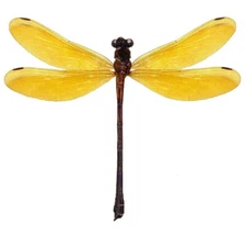 Euphaea lara yellow dragonfly damselfly Indonesia mounted wings spread