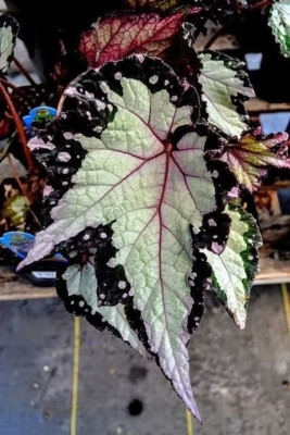 Sale2543 Begonia Roxal Blush Blattbegonie Dragon Rex 20 Samen Blumensamen
