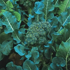 De Cicco Broccoli Seeds 300+ Vegetable NON-GMO ITALIAN HEIRLOOM FREE SHIPPING