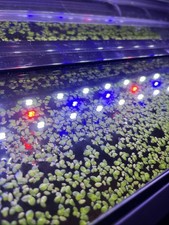 Duckweed Lemna Minor Live Aquarium Floater Plants Pest/Snail Free BUY2GET1FREE