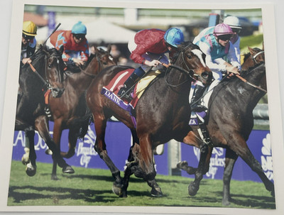 2013 Breeders Cup Grade 1 Filly & Mare Turf Dank & Ryan Moore 8x10 Photo