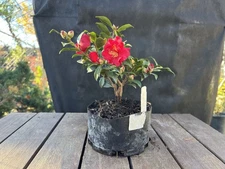 Pre Bonsai Royal Flush SHISHI ￼ Camillia 8" X 13" in 1 gallon container