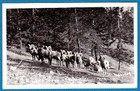 MOUNTAIN SHEEP JASPER NATIONAL PARK RPPC POSTCARD - Johnston No.313