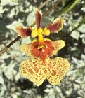 New ListingHuge Tolumnia Fantasy ‘Brandon’ Equitant Orchid Plant Oncidium