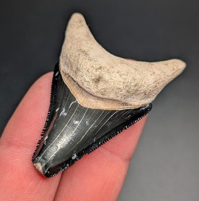 #ad Gorgeous Uniquely Shaped Dark Blue Megalodon Shark Tooth BV Florida $61.20