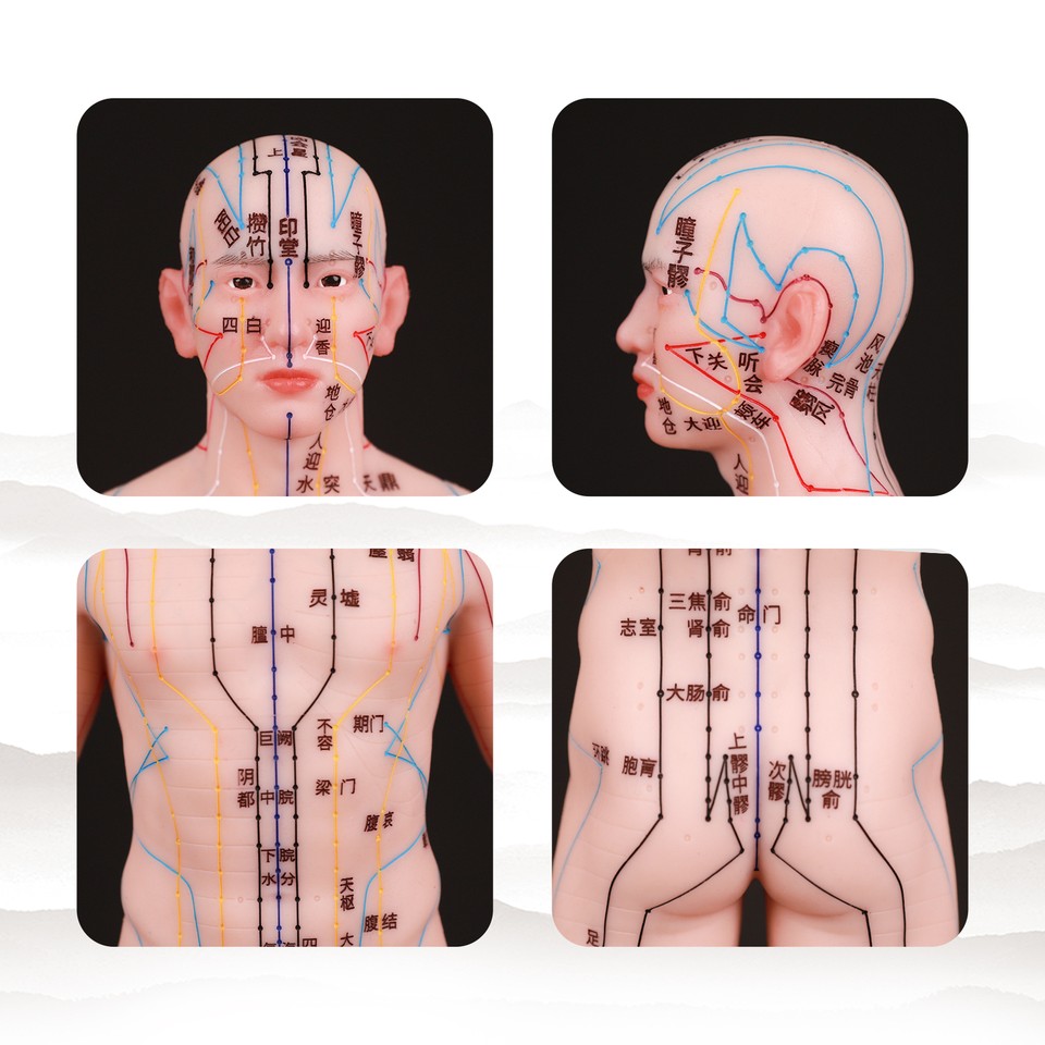 Acupuncture Model 21.65