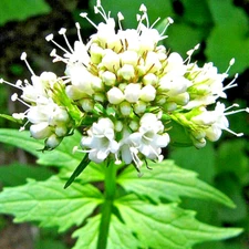 VALERIAN 200+ SEEDS SPRING SOW PERENNIAL HERB MEDICINAL SEDATIVE CATNIP BEES USA