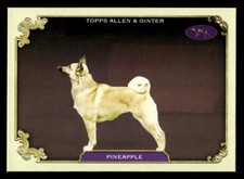 2024 Topps Allen & Ginter #SOS-32 Pineapple Stars Of The Show Westminster Card